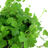 039B Hydrocotyle tripartita